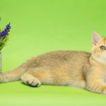 Christian-male-British-Shorthair-cat-puppy-for-sale-1 (4)