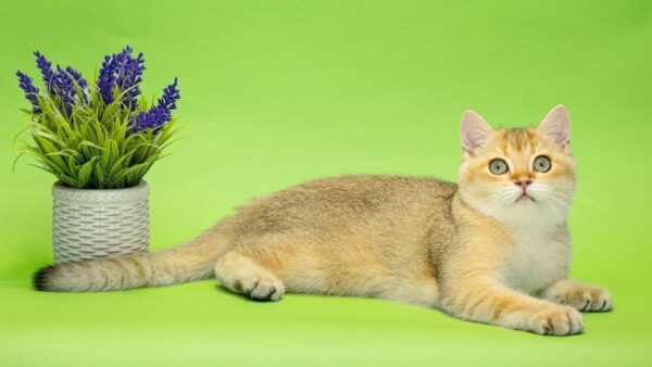 Christian British Shorthair Christian British Shorthair