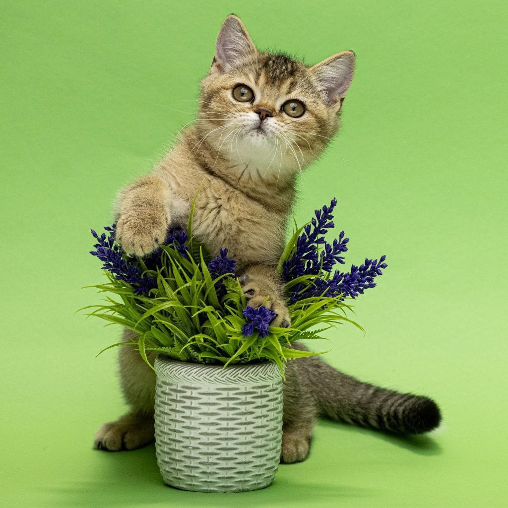 Dana Scottish Straight