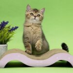 Dana-female-Scottish-Straight-cat-puppy-for-sale-1 (2)