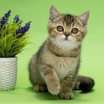 Dana-female-Scottish-Straight-cat-puppy-for-sale-1 (3)