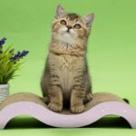 Dana-female-Scottish-Straight-cat-puppy-for-sale-1 (4)