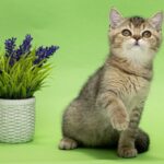 Dana-female-Scottish-Straight-cat-puppy-for-sale-1 (5)