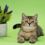 Daniel-male-Scottish-Straight-cat-puppy-for-sale-1 (1)