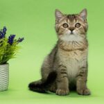 Daniel-male-Scottish-Straight-cat-puppy-for-sale-1 (2)