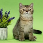 Daniel-male-Scottish-Straight-cat-puppy-for-sale-1 (3)