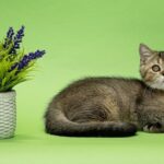 Daniel-male-Scottish-Straight-cat-puppy-for-sale-1 (4)