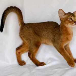 Dar Abyssinian