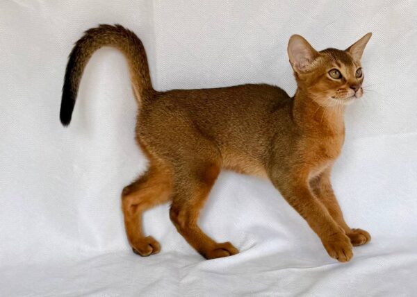 Dar Abyssinian