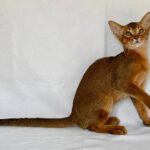 Dar-male-Abyssinian-cat-puppy-for-sale-1 (2)