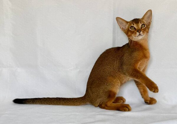 Dar Abyssinian