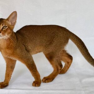Dar Abyssinian
