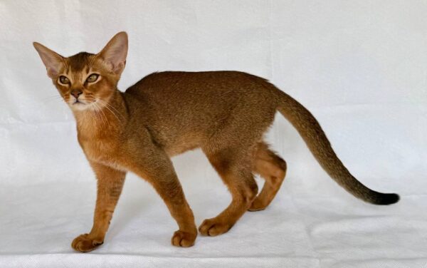 Dar Abyssinian