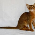 Dar-male-Abyssinian-cat-puppy-for-sale-1 (4)