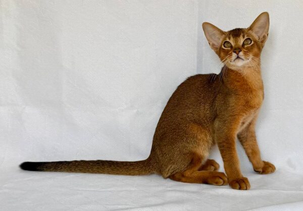 Dar Abyssinian