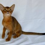 Dar-male-Abyssinian-cat-puppy-for-sale-1 (5)