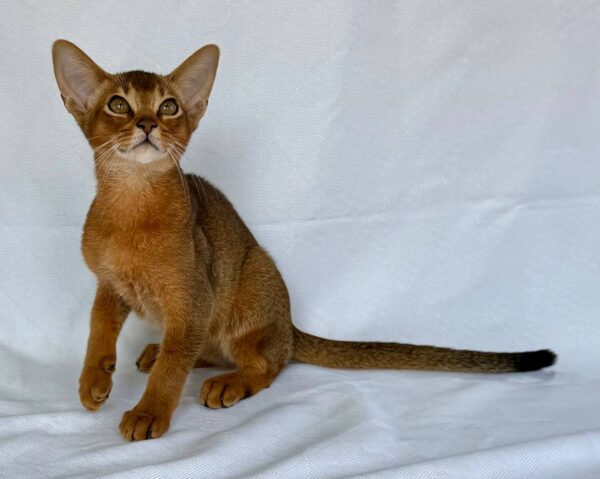 Dar Abyssinian
