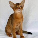Dar-male-Abyssinian-cat-puppy-for-sale-1 (6)