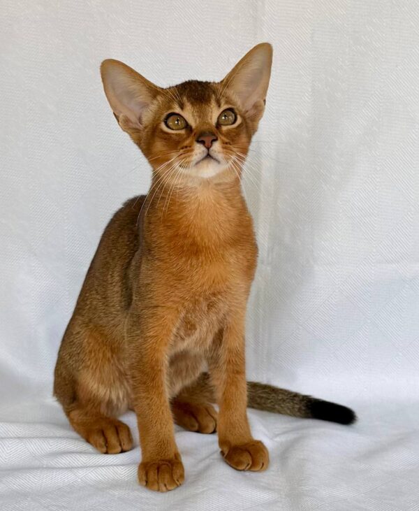 Dar Abyssinian