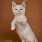 Duke Munchkin