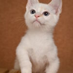 Davidoff-male-munchkin-cat-puppy-for-sale-1 (2)