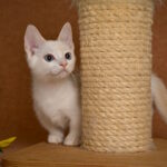 Davidoff-male-munchkin-cat-puppy-for-sale-1 (3)