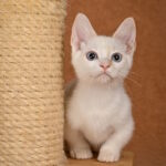 Davidoff-male-munchkin-cat-puppy-for-sale-1 (4)