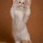 Davidoff-male-munchkin-cat-puppy-for-sale-1 (5)