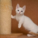 Davidoff-male-munchkin-cat-puppy-for-sale-1 (6)