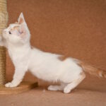 Diesel-male-munchkin-cat-puppy-for-sale-1 (1)