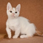 Diesel-male-munchkin-cat-puppy-for-sale-1 (2)