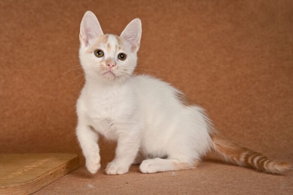 Diesel Munchkin