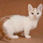 Diesel-male-munchkin-cat-puppy-for-sale-1 (3)