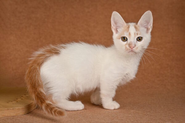Diesel Munchkin
