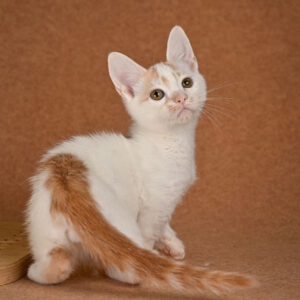 Diesel Munchkin