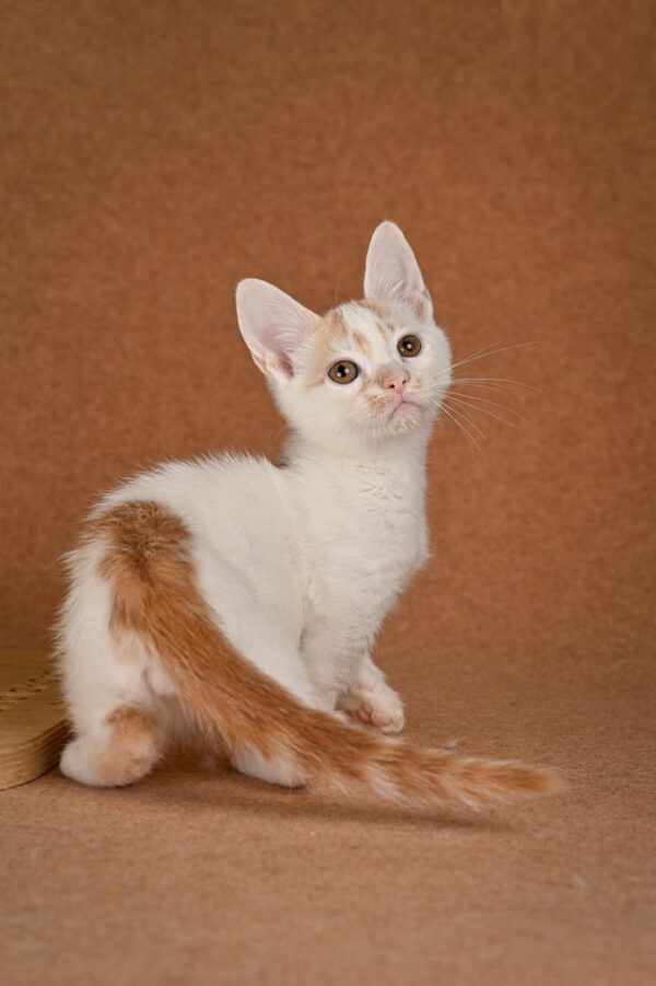 Diesel Munchkin