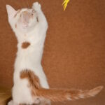 Diesel-male-munchkin-cat-puppy-for-sale-1 (5)