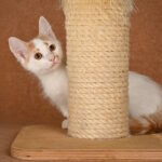 Drake-male-munchkin-cat-puppy-for-sale-1 (1)