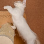 Drake-male-munchkin-cat-puppy-for-sale-1 (2)
