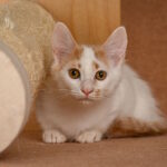 Drake-male-munchkin-cat-puppy-for-sale-1 (4)