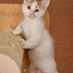 Drake-male-munchkin-cat-puppy-for-sale-1 (5)