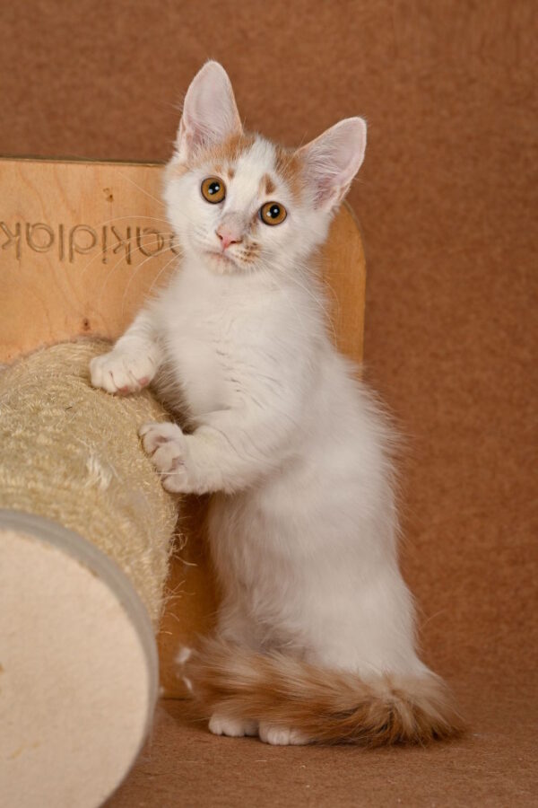 Drake Munchkin