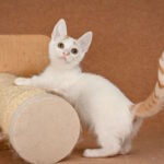 Duke-male-munchkin-cat-puppy-for-sale-1 (1)