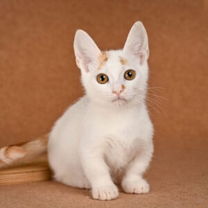 Duke Munchkin