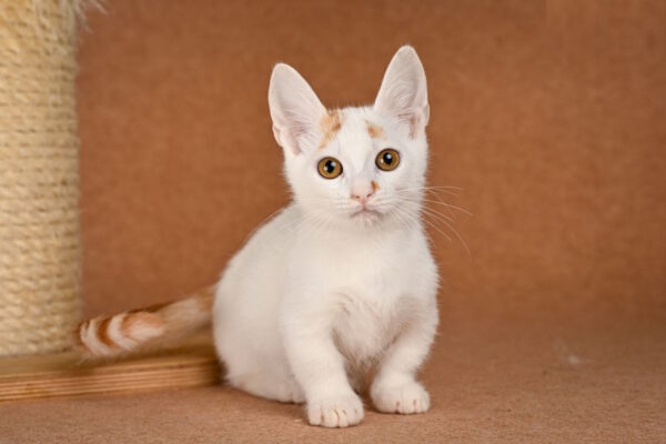 Duke Munchkin