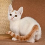 Duke-male-munchkin-cat-puppy-for-sale-1 (3)