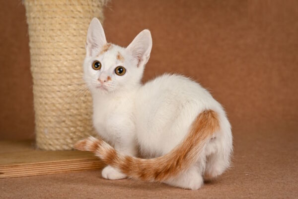 Duke Munchkin