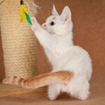 Duke-male-munchkin-cat-puppy-for-sale-1 (4)