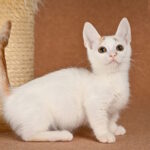 Duke-male-munchkin-cat-puppy-for-sale-1 (5)