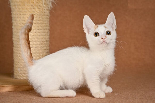 Duke Munchkin